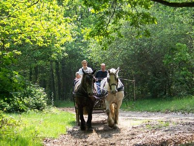 Attelage nature dans le Perche - Corbon