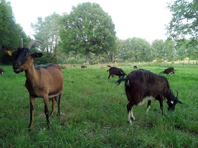 Ferme des Cabrioles - Mauves sur Huisne