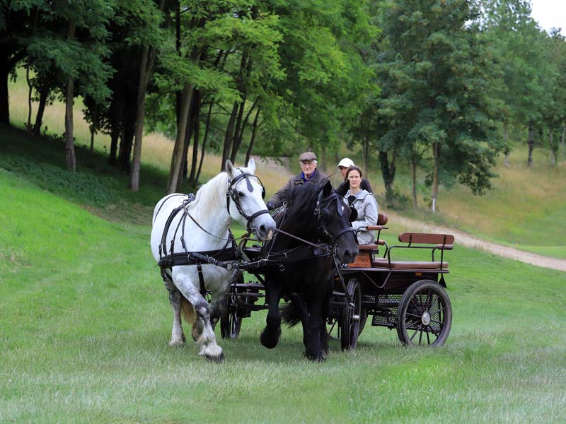 Bellême Attelages Association - St Martin du Vieux Bellême