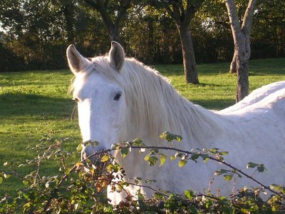 Attelages des Epasses - Moulicent