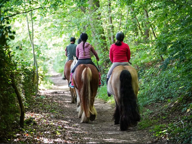 Les Chevaux d'Abbecourt © Nicolas HODYS