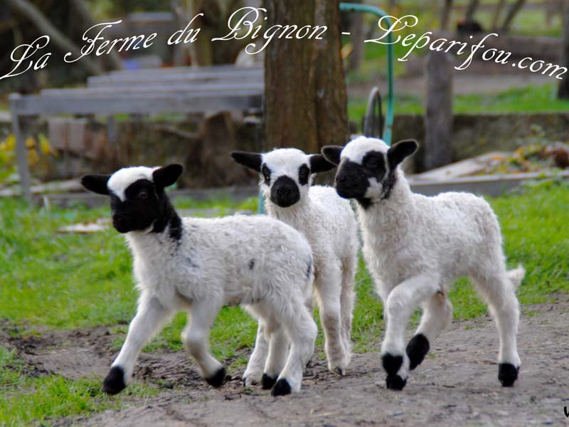 Ferme du Bignon - St Denis sur Huisne