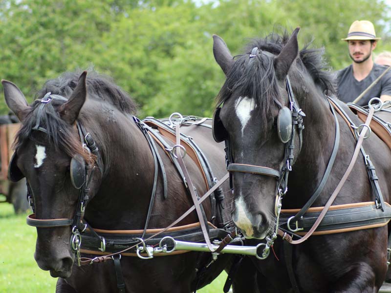 Les Percherons du Verger - Origny le Butin