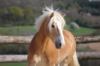 image00014