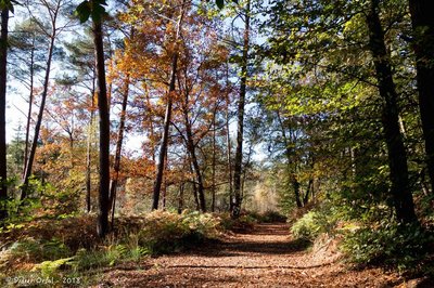 Forêt de Bellême©Didier Orsal