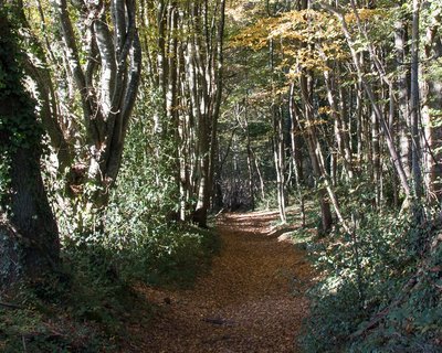 Chemin forestier