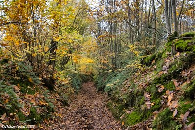 Chemin creux descendant vers La Badinière