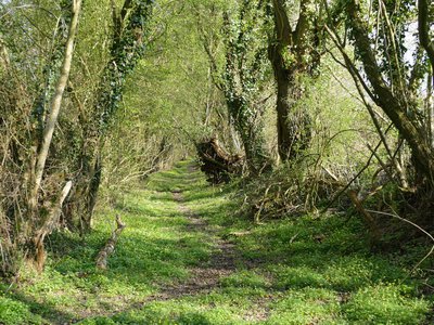 Chemin creux