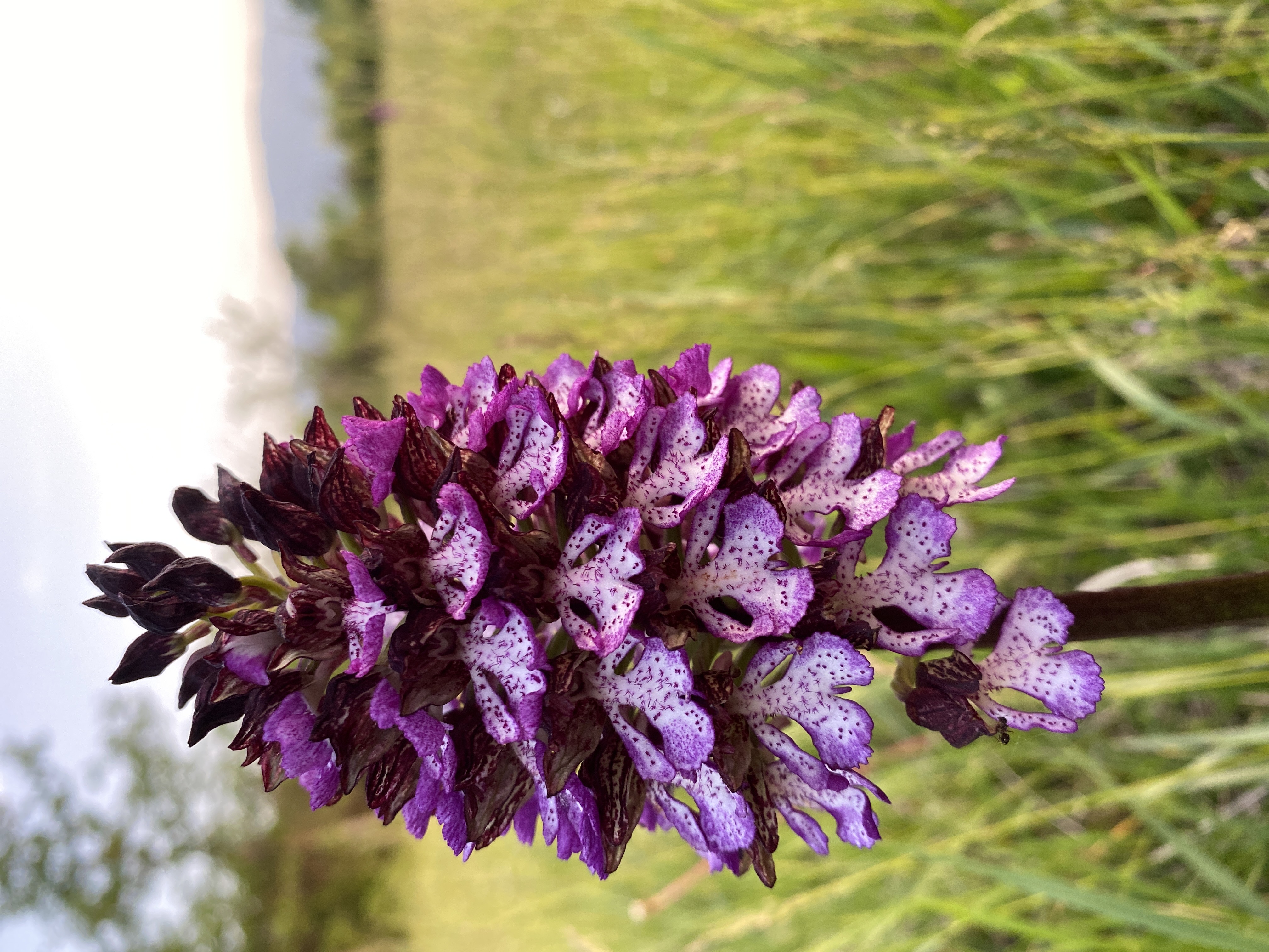 Orchis pourpre