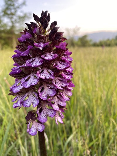 Orchis pourpre