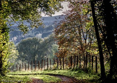 La ligne du tram à l'orée de la forêt